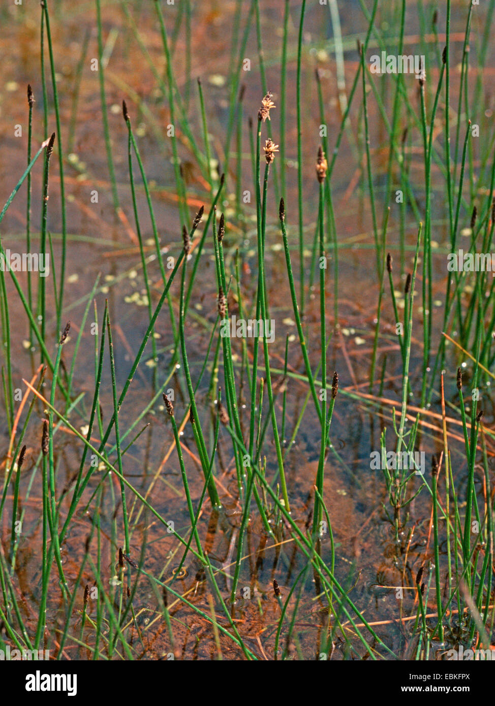 creeping spike-rush, common spike-rush, pale spike-rush (Eleocharis palustris ssp. vulgaris, Eleocharis vulgaris), on a pond shore, Germany, North Rhine-Westphalia Stock Photo