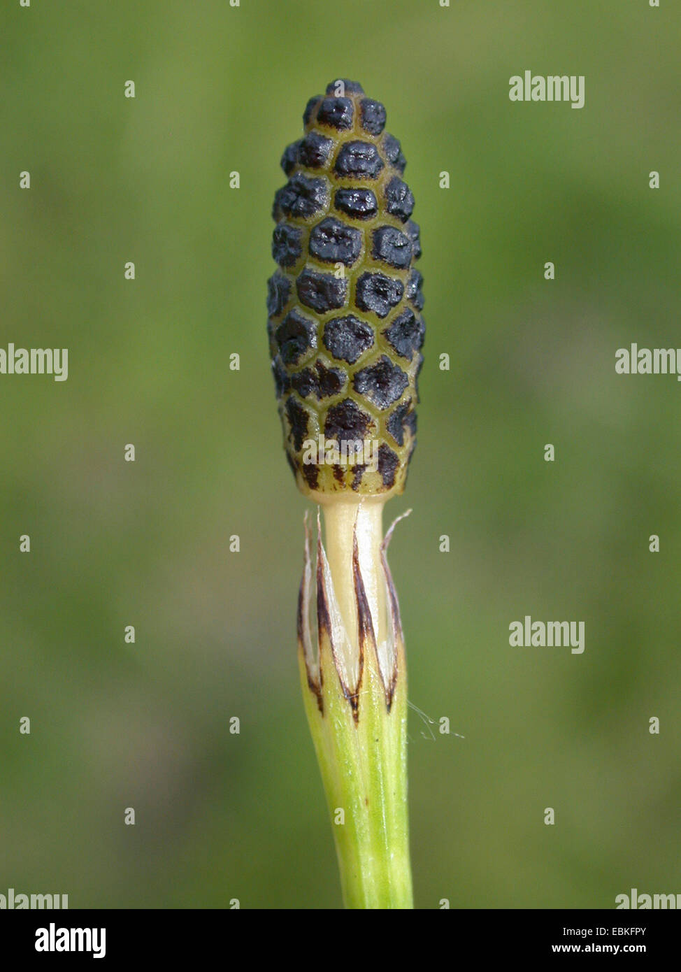marsh horsetail (Equisetum palustre), cone, Germany Stock Photo