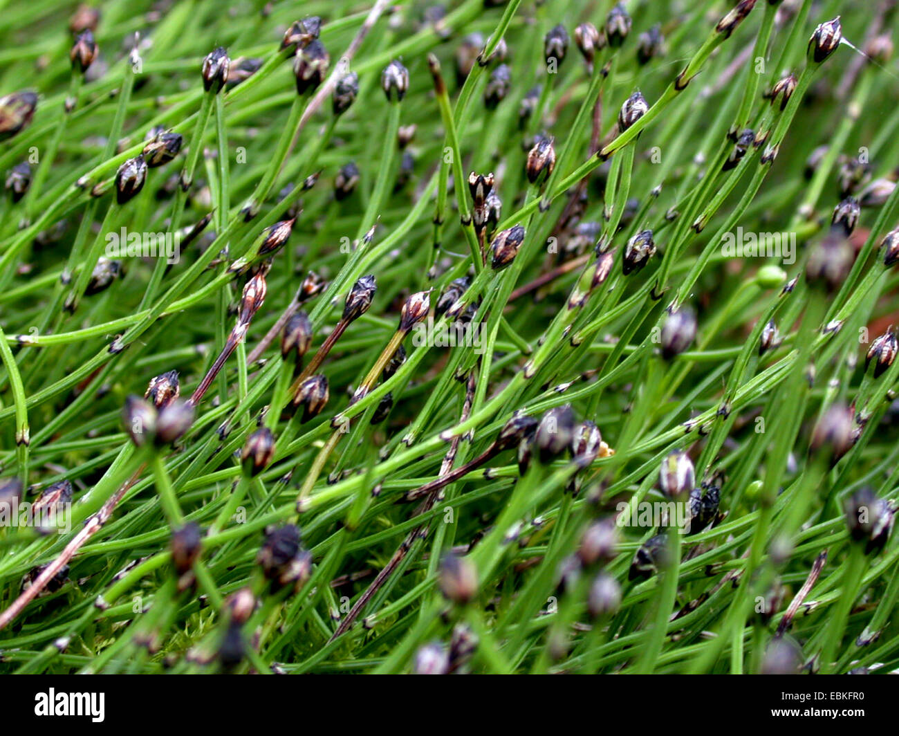 Dwarf scouring-rush, Dwarf horsetail (Equisetum scirpoides), with cones Stock Photo