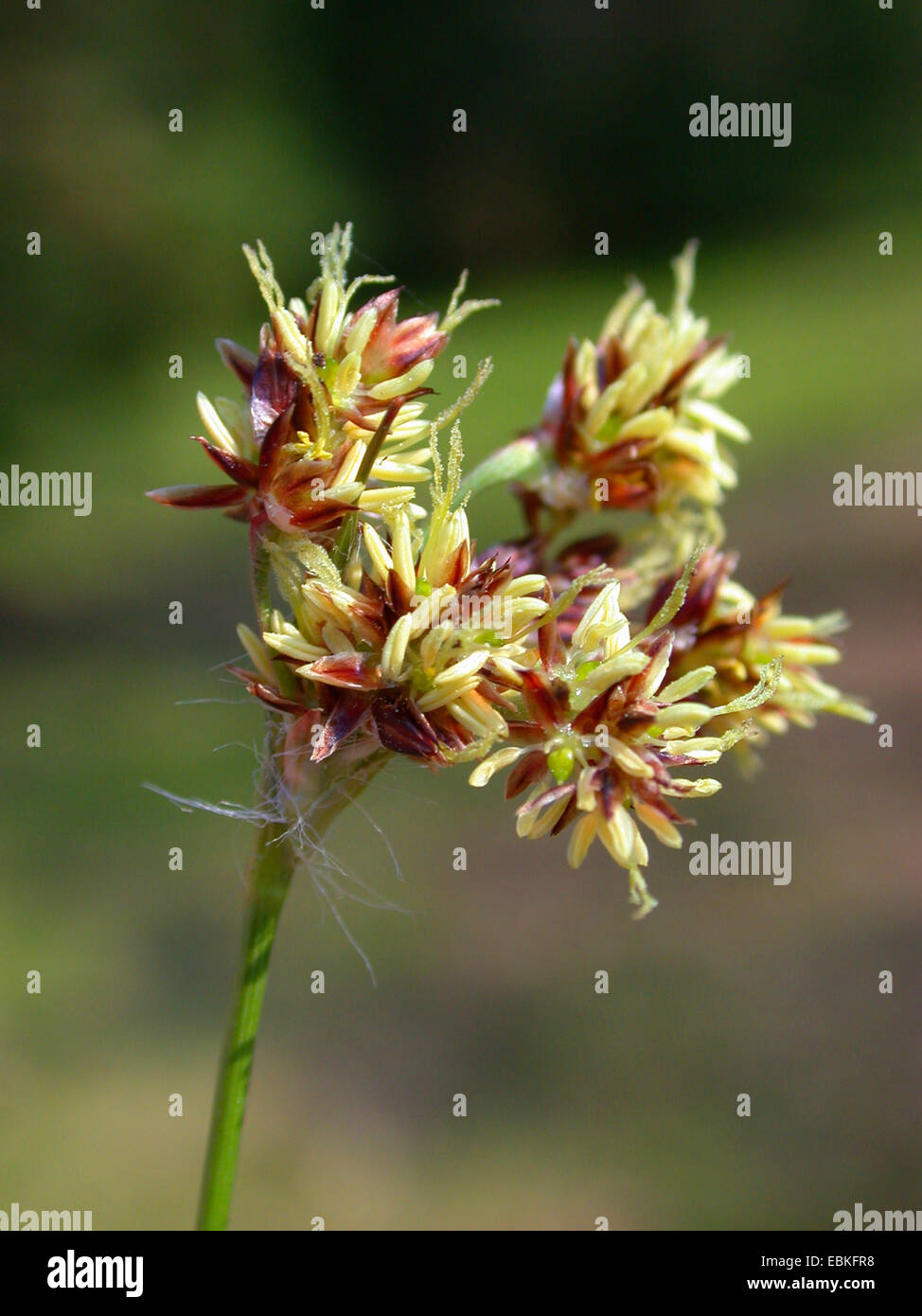 field wood-rush, sweeps brush (Luzula campestris), inflorescence, Germany Stock Photo