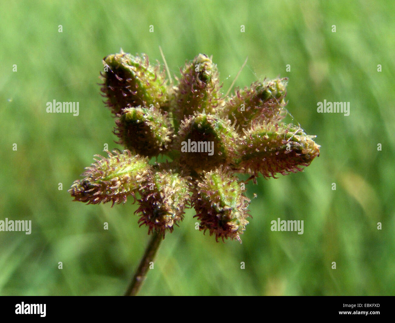 Japanese hedgeparsley, upright hedgeparsley, erect hedgeparsley