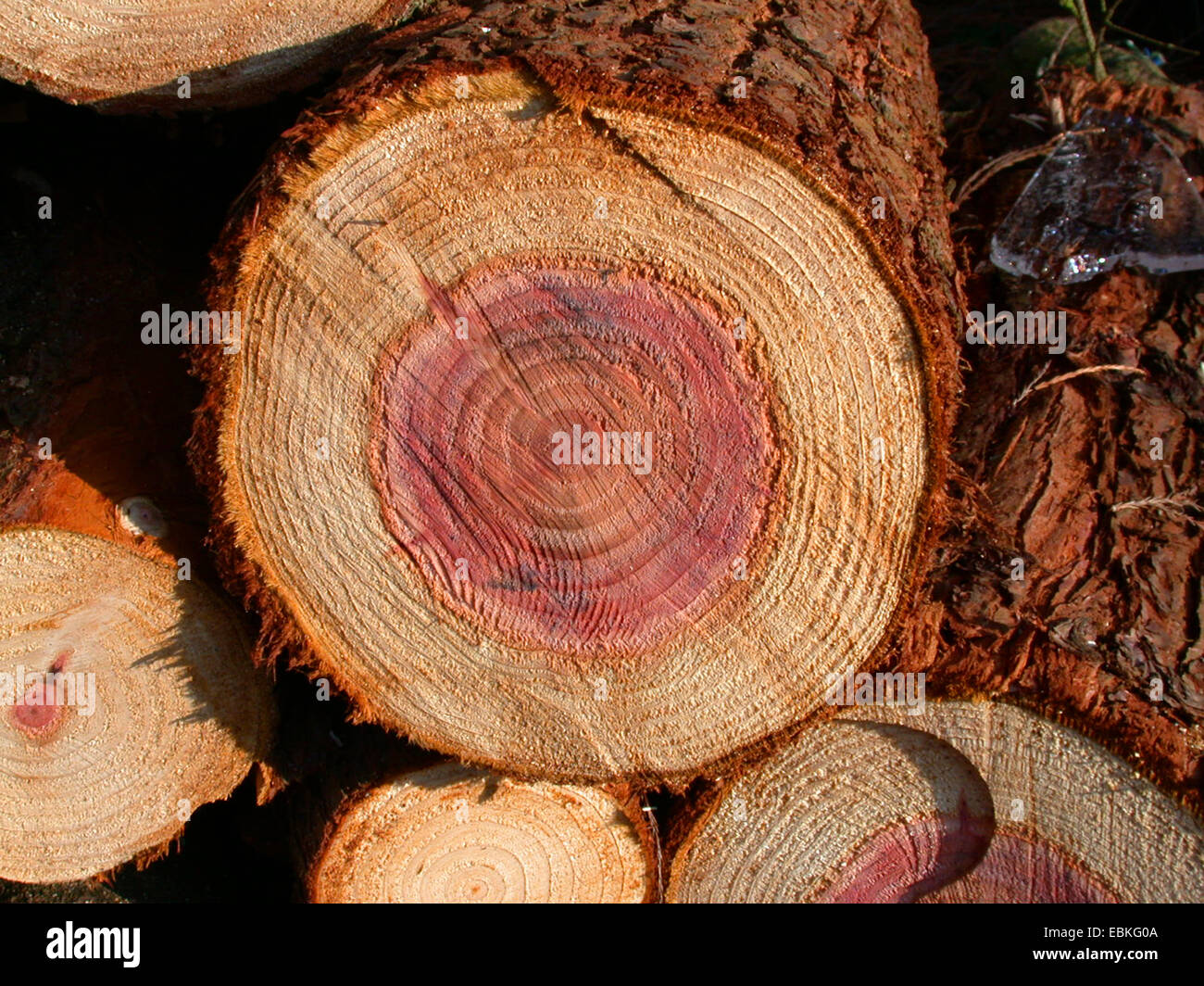 giant sequoia, giant redwood (Sequoiadendron giganteum), timber Stock Photo