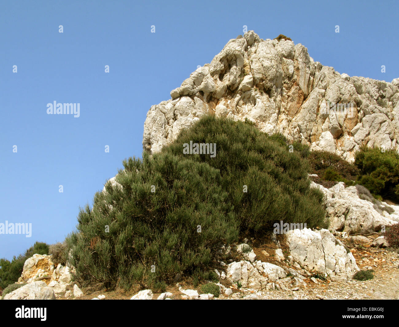 Ephedra (Ephedra fragilis), on a rocky slope, Spain, Balearen, Majorca Stock Photo