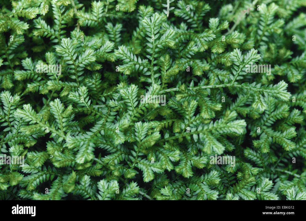 Clubmoss, spikemoss (Selaginella uncinata), habit Stock Photo