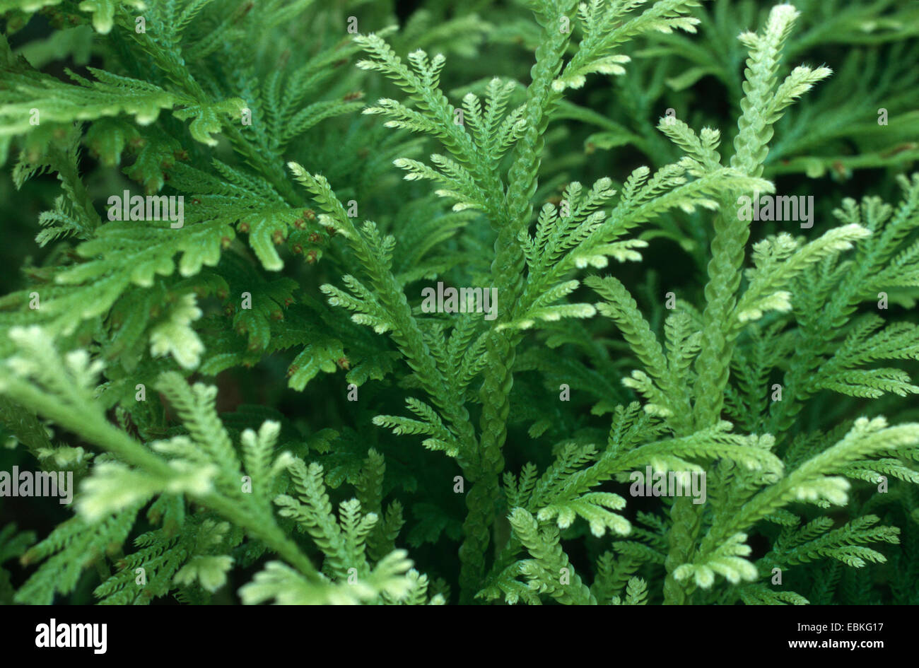 Clubmoss, spikemoss (Selaginella pallescens 'Aurea', Selaginella pallescens Aurea), habit Stock Photo