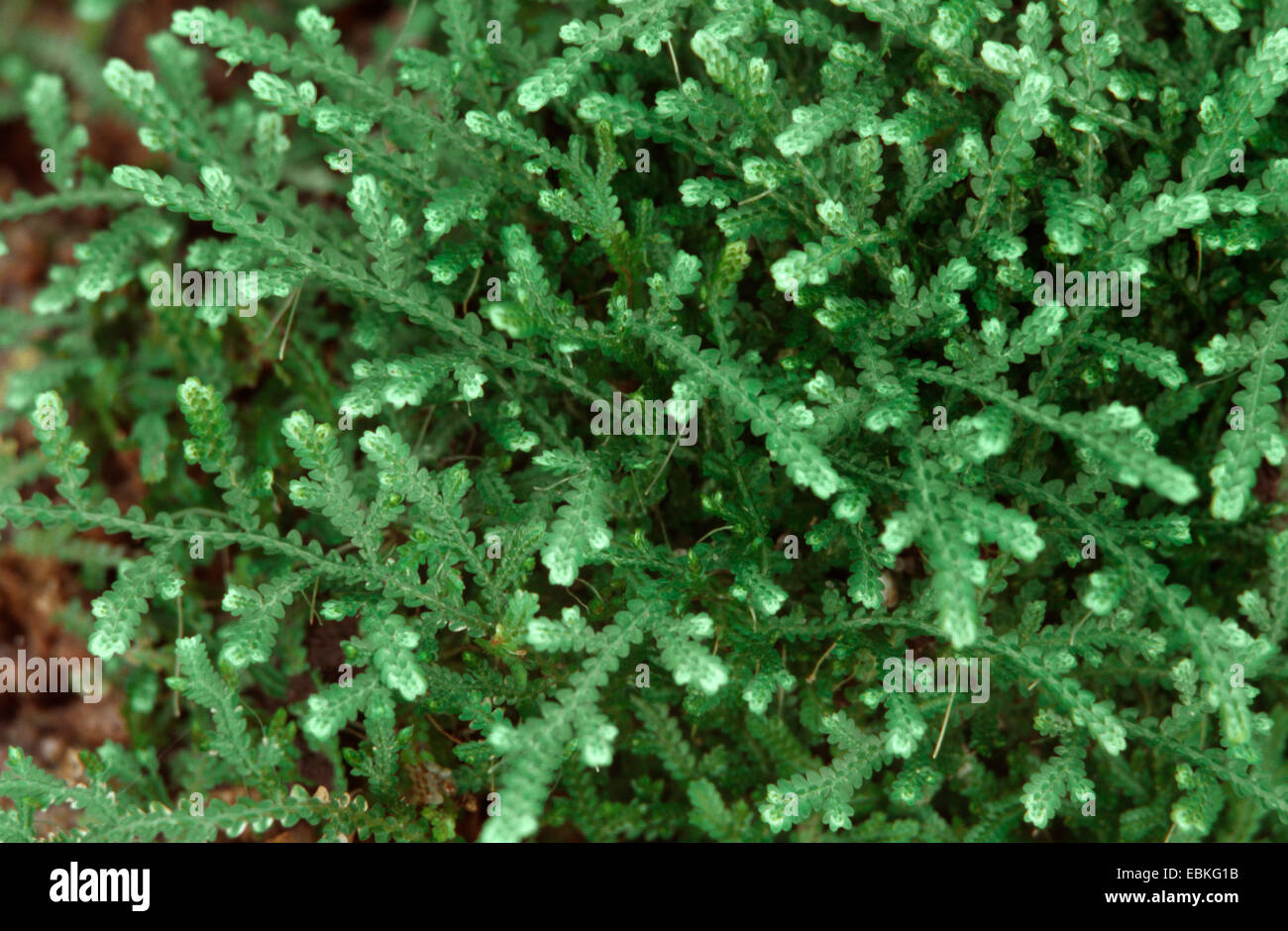 clubmoss, spike-moss (Selaginella serpens), branchlets Stock Photo