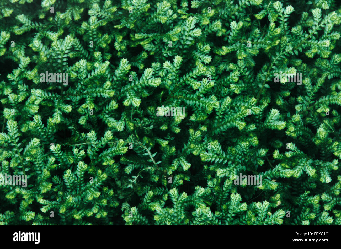 Clubmoss, spikemoss (Selaginella apoda), habit Stock Photo
