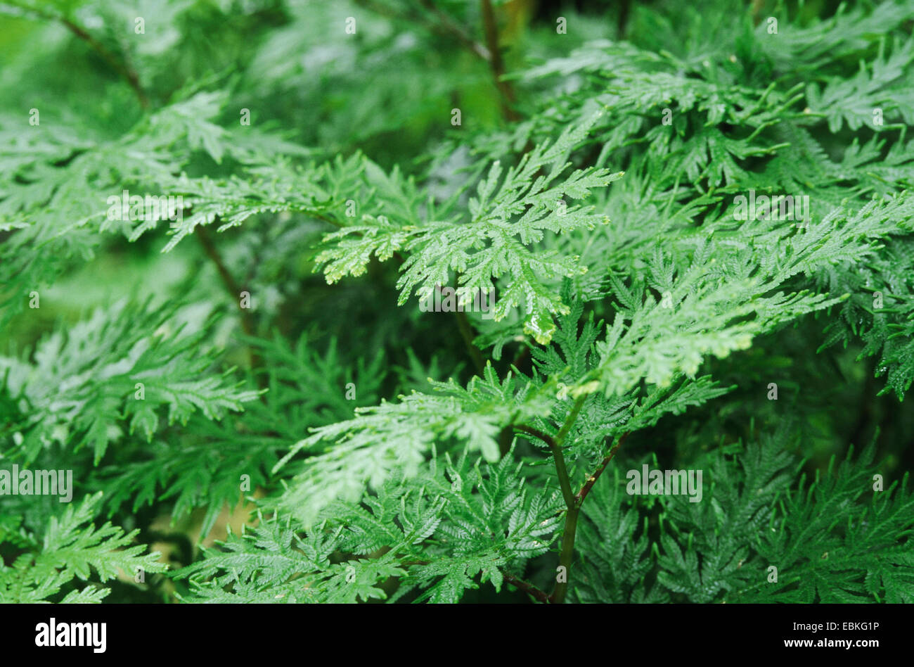 Clubmoss, spikemoss (Selaginella roxburghii), habit Stock Photo