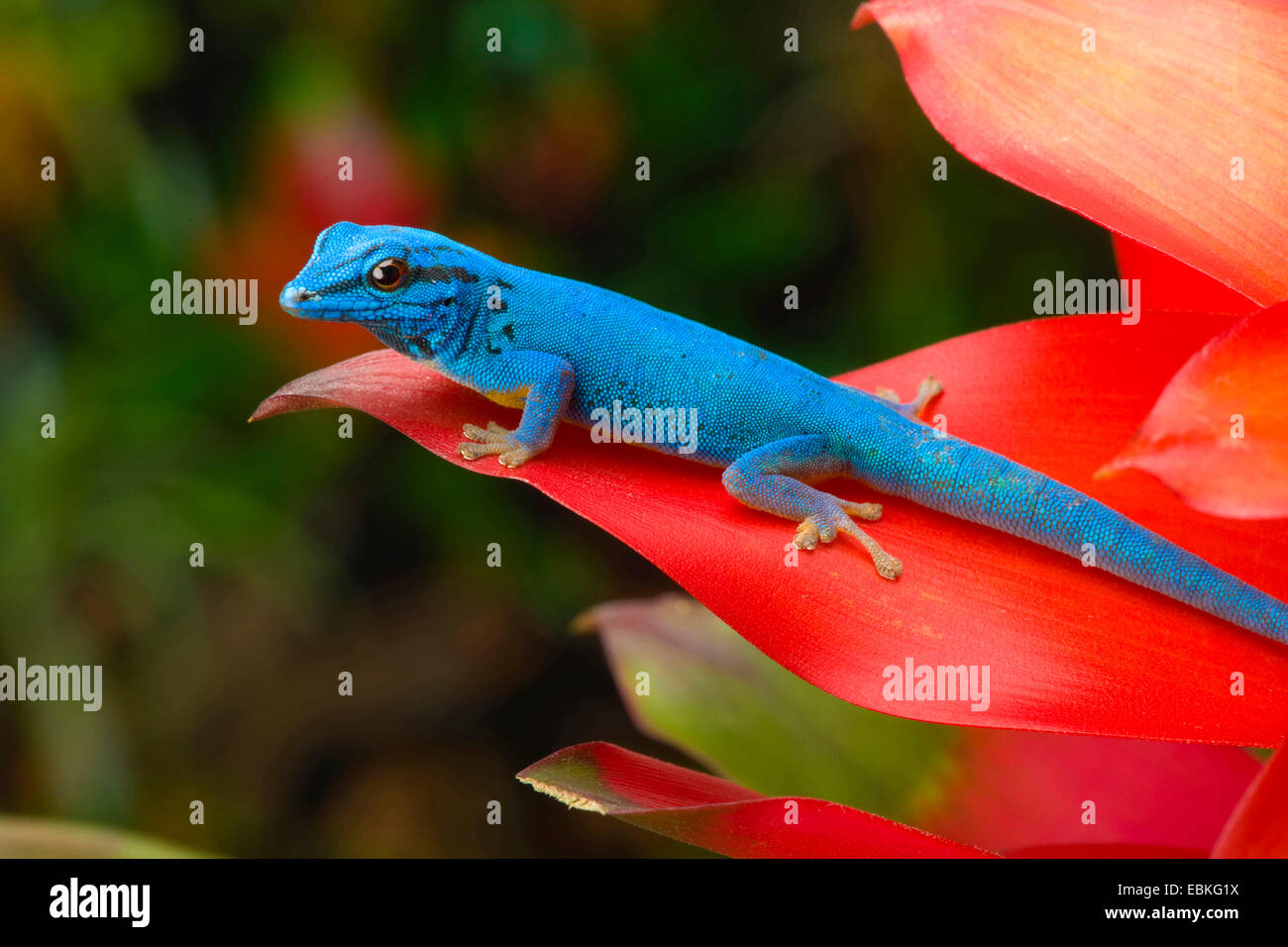 Electric Blue Gecko, Williams' Dwarf Gecko (Lygodactylus williamsi), male sitting on a red bromelia Stock Photo