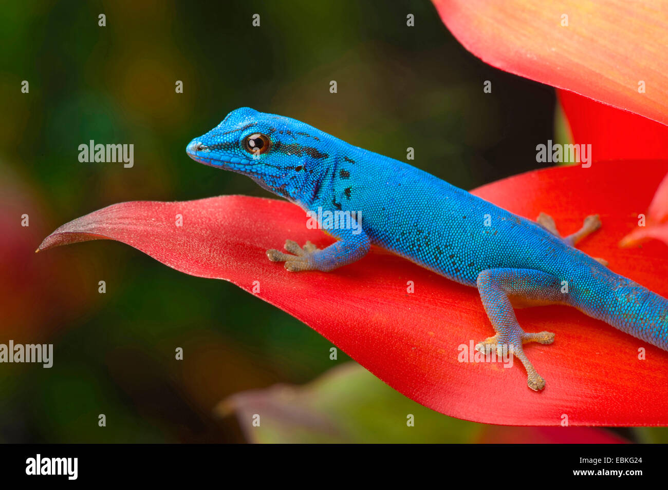 Electric Blue Gecko, Williams' Dwarf Gecko (Lygodactylus williamsi
