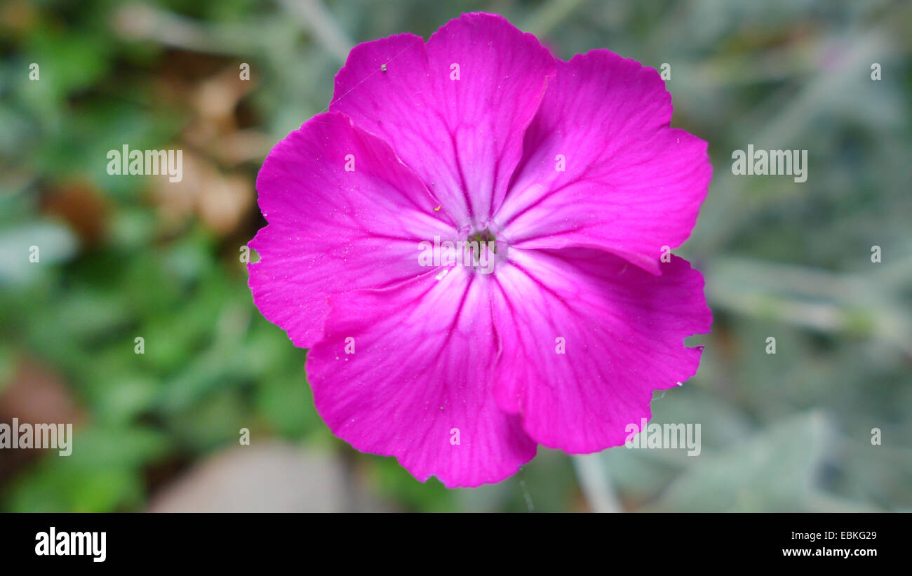 Rose Campion, Crown Pink, Mullein pink, Dusty Miller (Lychnis coronaria, Silene coronaria), flower Stock Photo