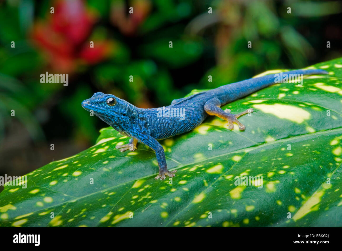 Electric Blue Gecko, Williams' Dwarf Gecko (Lygodactylus williamsi