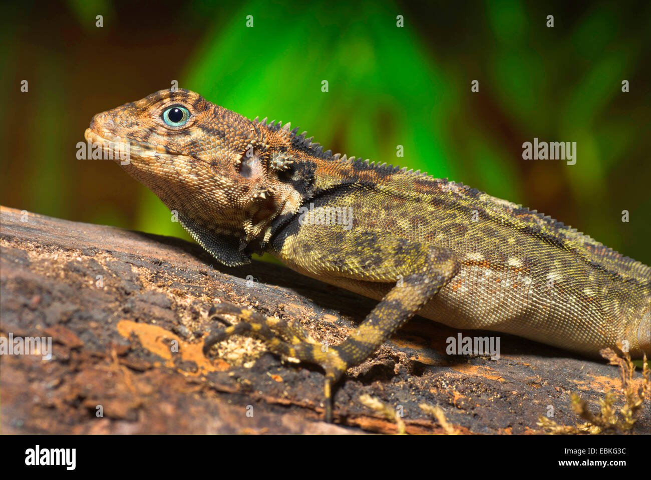 harlequin racerunner (Plica umbra), portrait Stock Photo