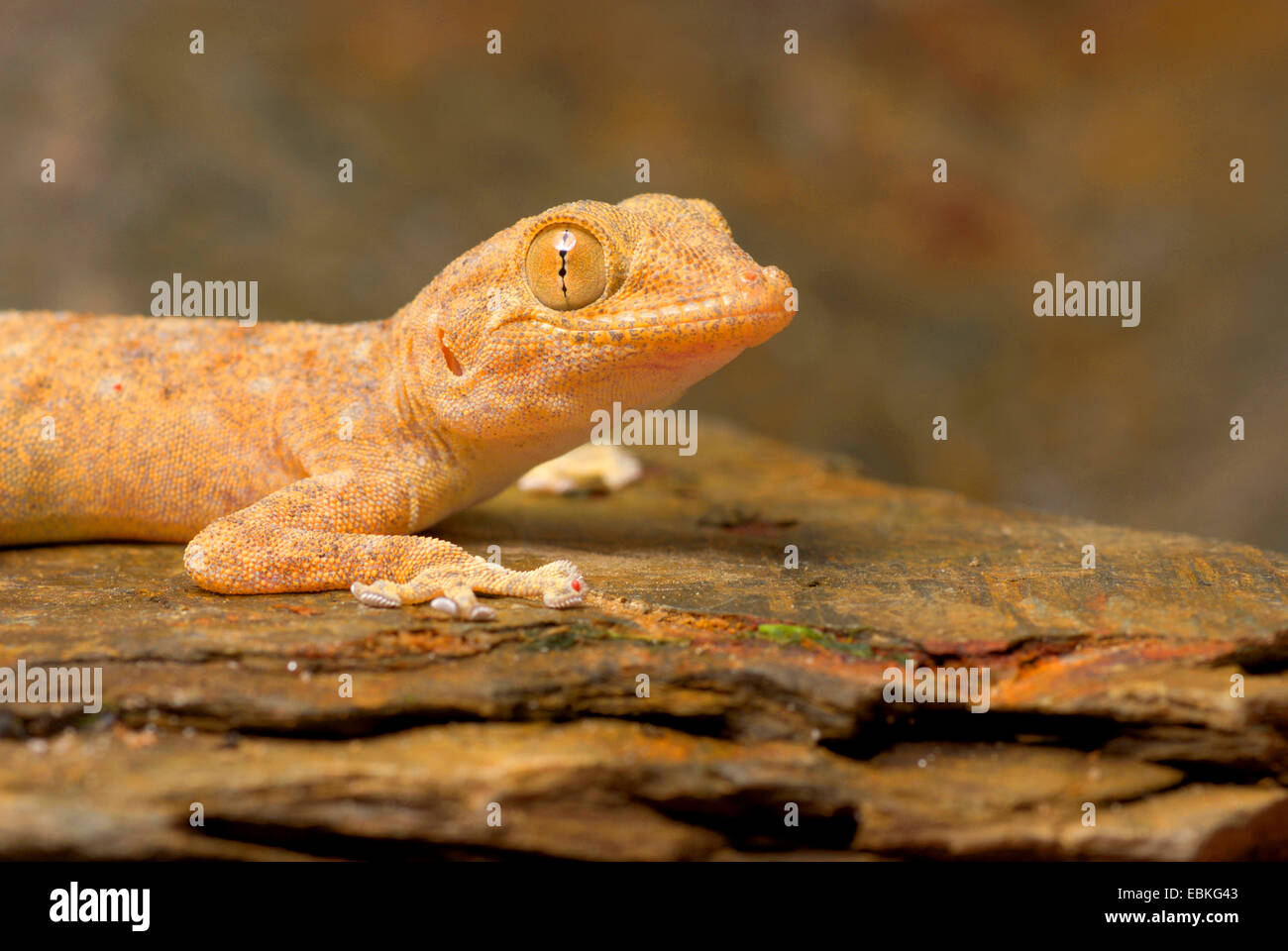 Fan-toed gecko, Yellow fan-fingered gecko (Ptyodactylus hasselquistii), portrait Stock Photo