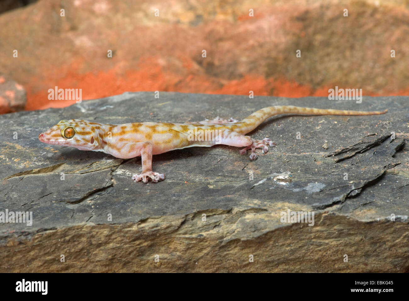 Ragazzi's fan-footed gecko, Fan-toed gecko, Yellow fan-fingered gecko (Ptyodactylus ragazzii), on a stone Stock Photo