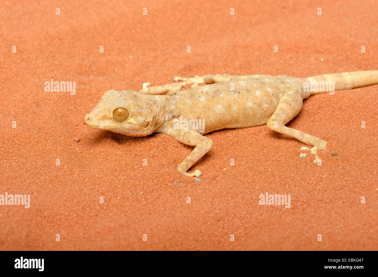 Fan-toed gecko, Yellow fan-fingered gecko (Ptyodactylus hasselquistii), on sand Stock Photo