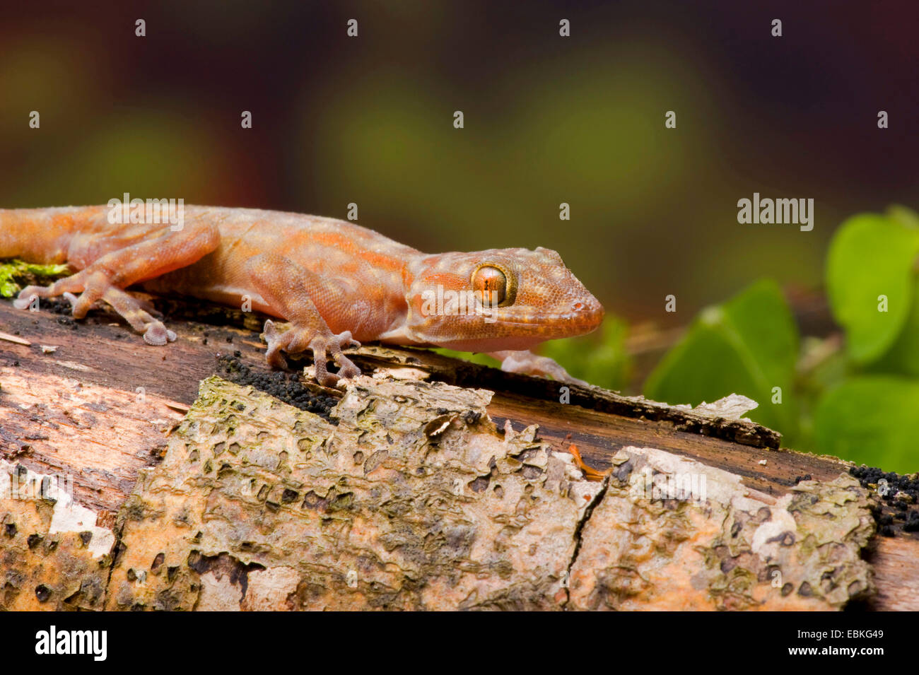 Ragazzi's fan-footed gecko, Fan-toed gecko, Yellow fan-fingered gecko (Ptyodactylus ragazzii), side view Stock Photo