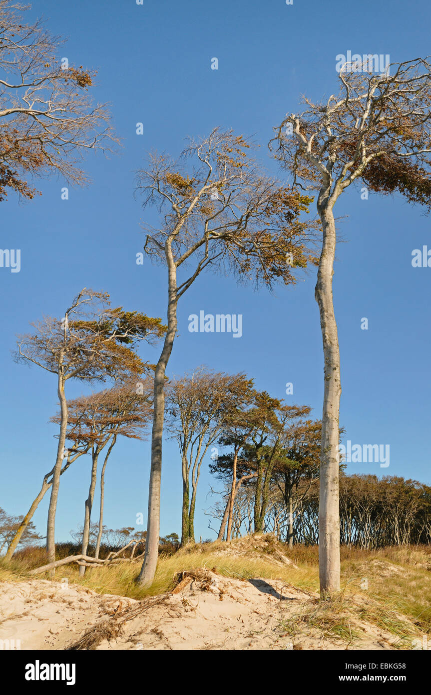 common beech (Fagus sylvatica), windswept common beeches on the West beach, Germany, Mecklenburg-Western Pomerania, Nationalpark Vorpommersche Boddenlandschaft Stock Photo