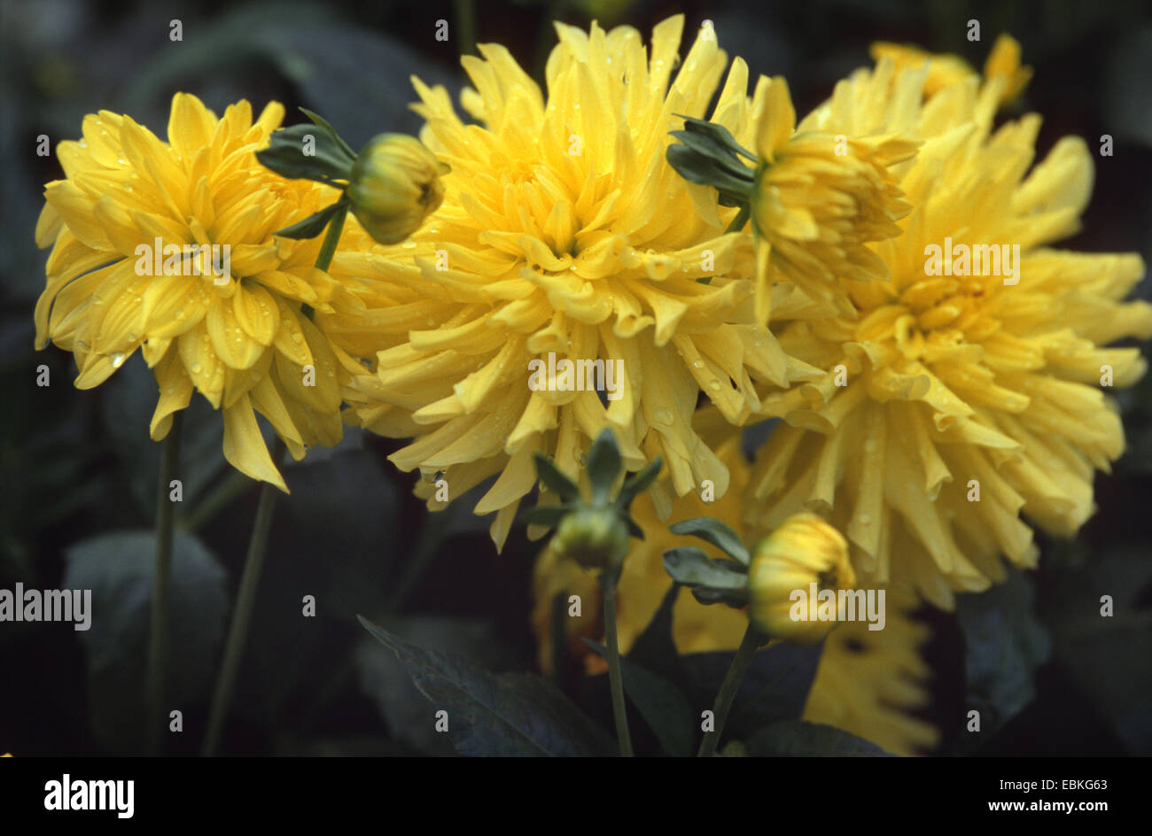 varieties hires stock photography and images Alamy