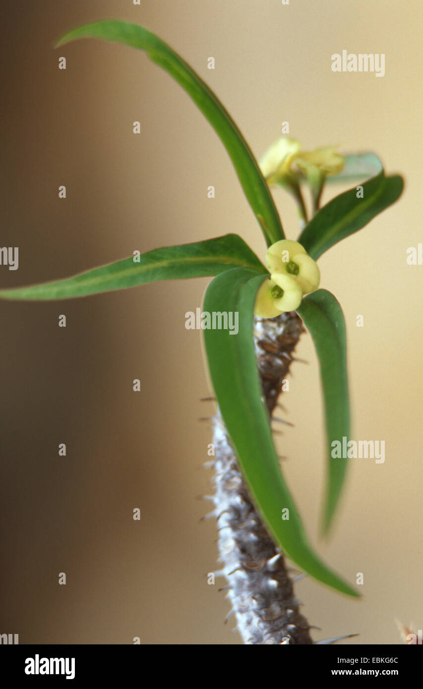 crown-of-thorns, Christ plant (Euphorbia milii var. logifolia), blooming Stock Photo