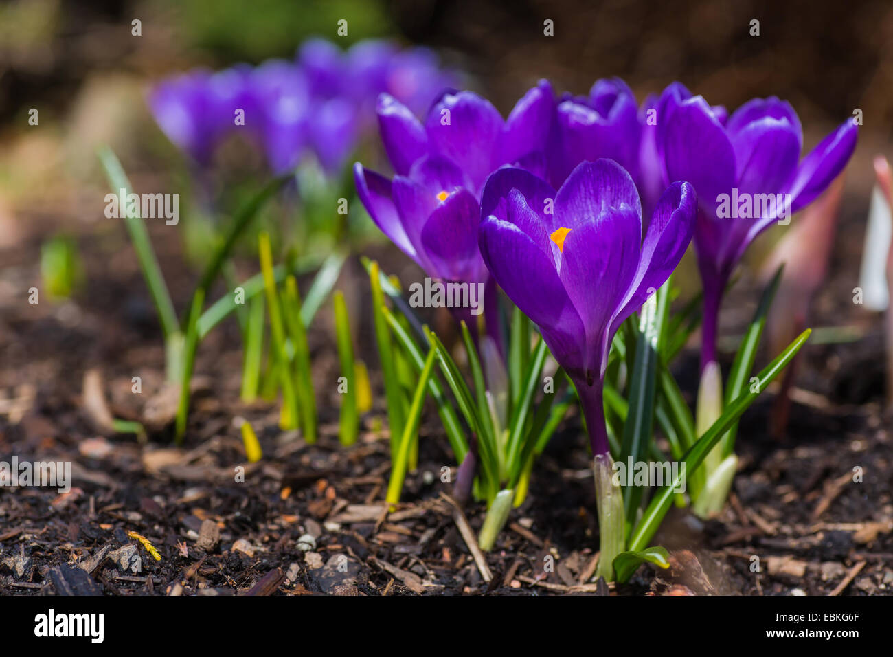 Spring crocus in a garden setting Stock Photo - Alamy