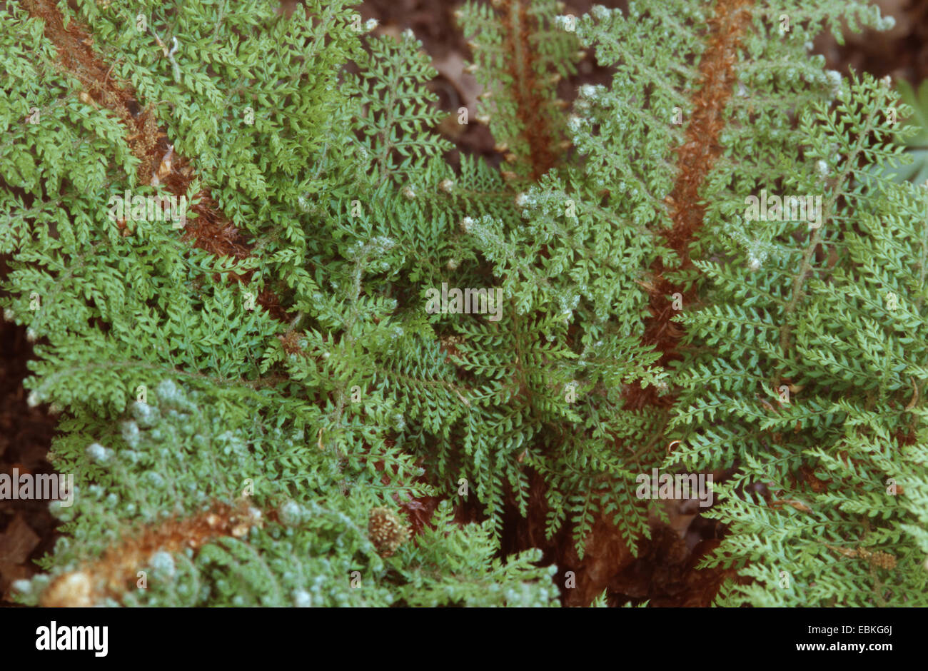 soft shield fern (Polystichum setiferum 'Proliferum', Polystichum setiferum Proliferum), cultivar Proliferum Stock Photo