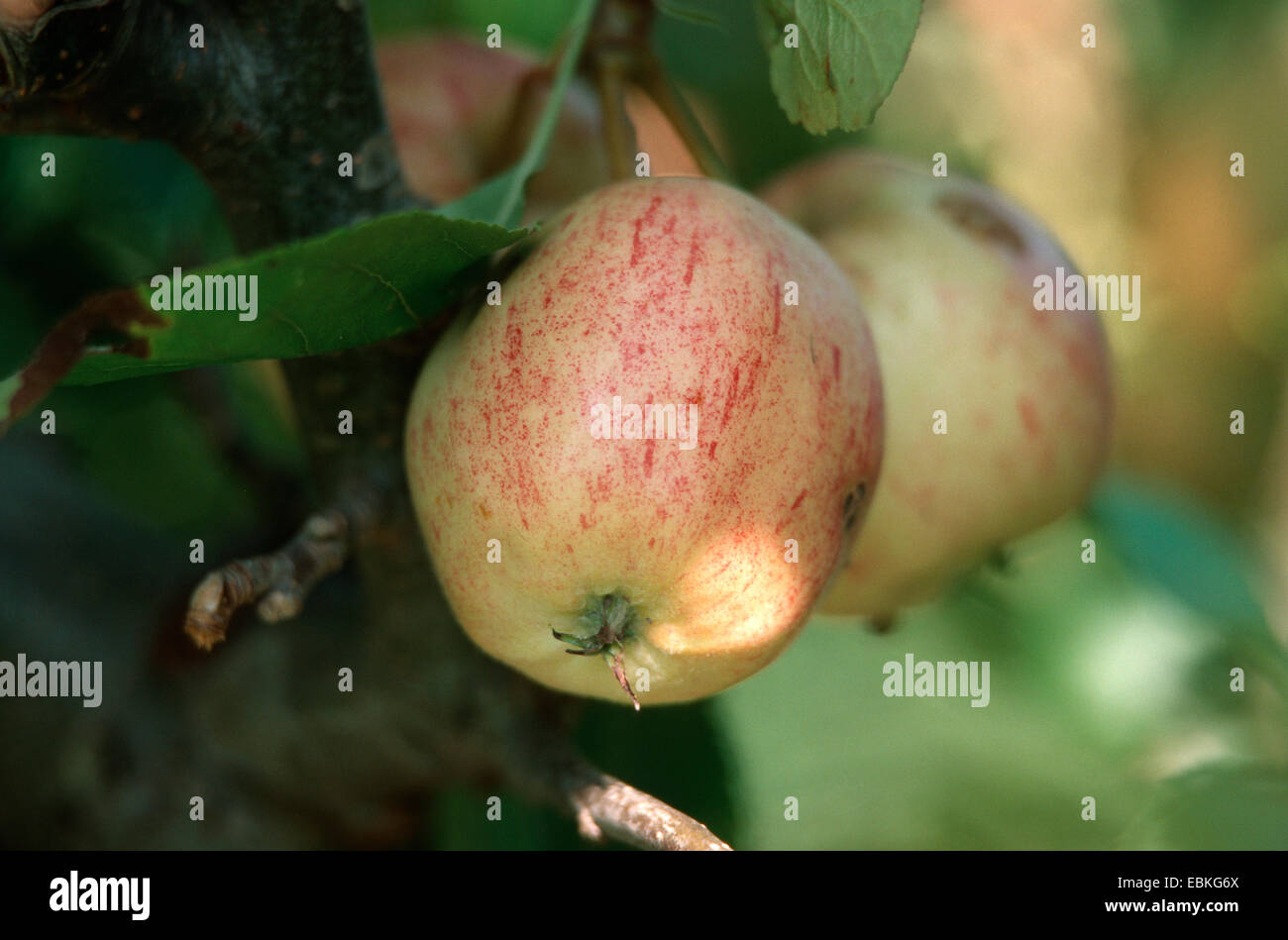 https://c8.alamy.com/comp/EBKG6X/apple-malus-domestica-royal-gala-malus-domestica-royal-gala-cultivar-EBKG6X.jpg