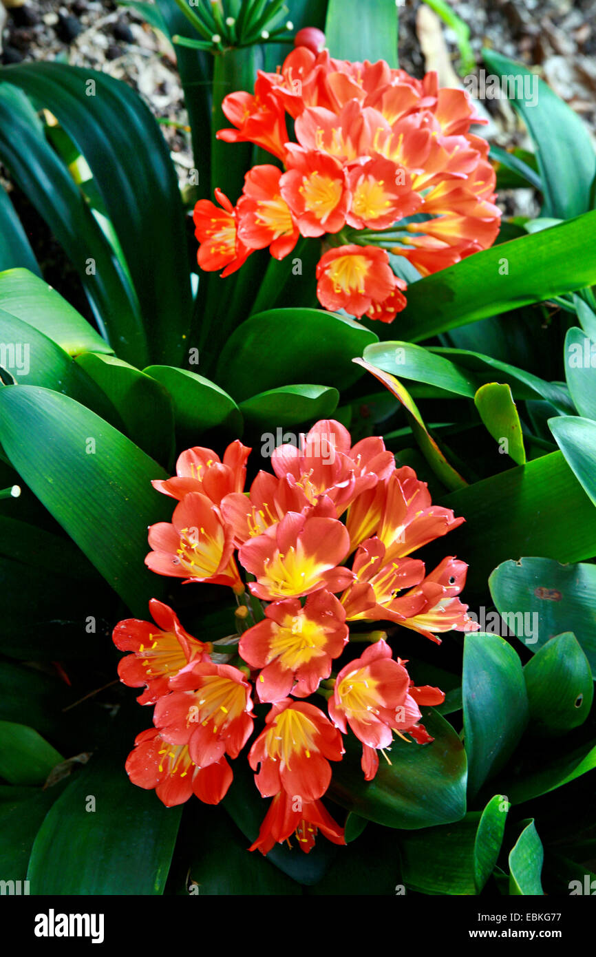 kaffir lily (Clivia miniata), flowering Stock Photo