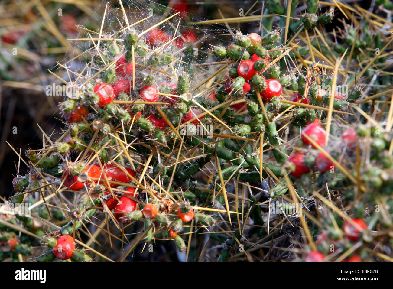 prickly pears (Opuntia spec.), with red fruits and spiderwebs Stock Photo