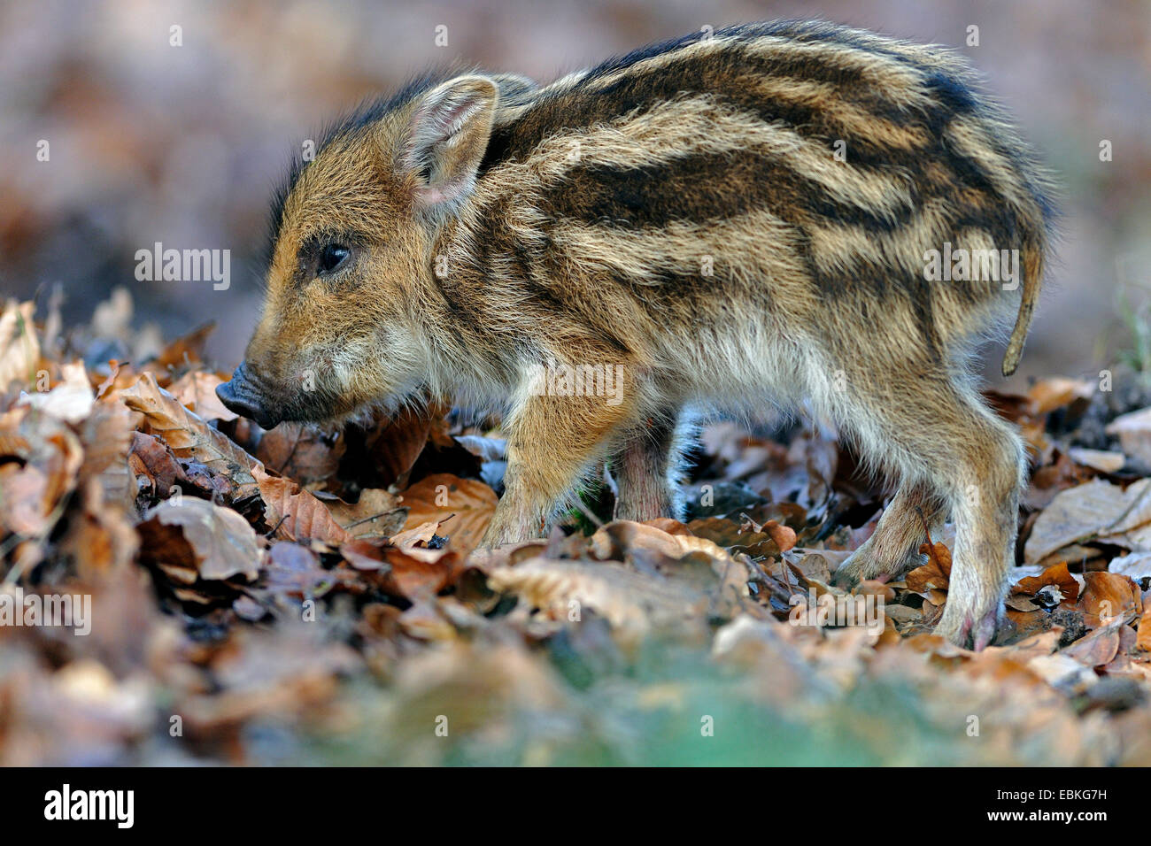 wild boar, pig, wild boar (Sus scrofa), shote on the feed, Germany Stock Photo