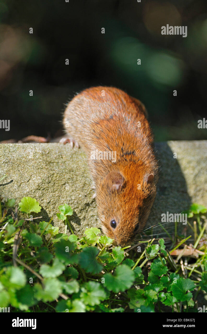 common vole (Microtus arvalis), vole on the feed, Germany Stock Photo