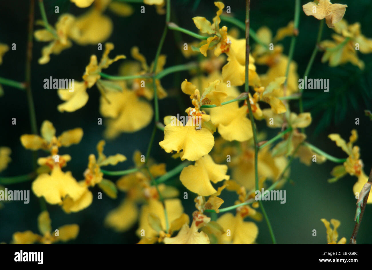 Oncidium (Oncidium fasciculatum), flowers Stock Photo