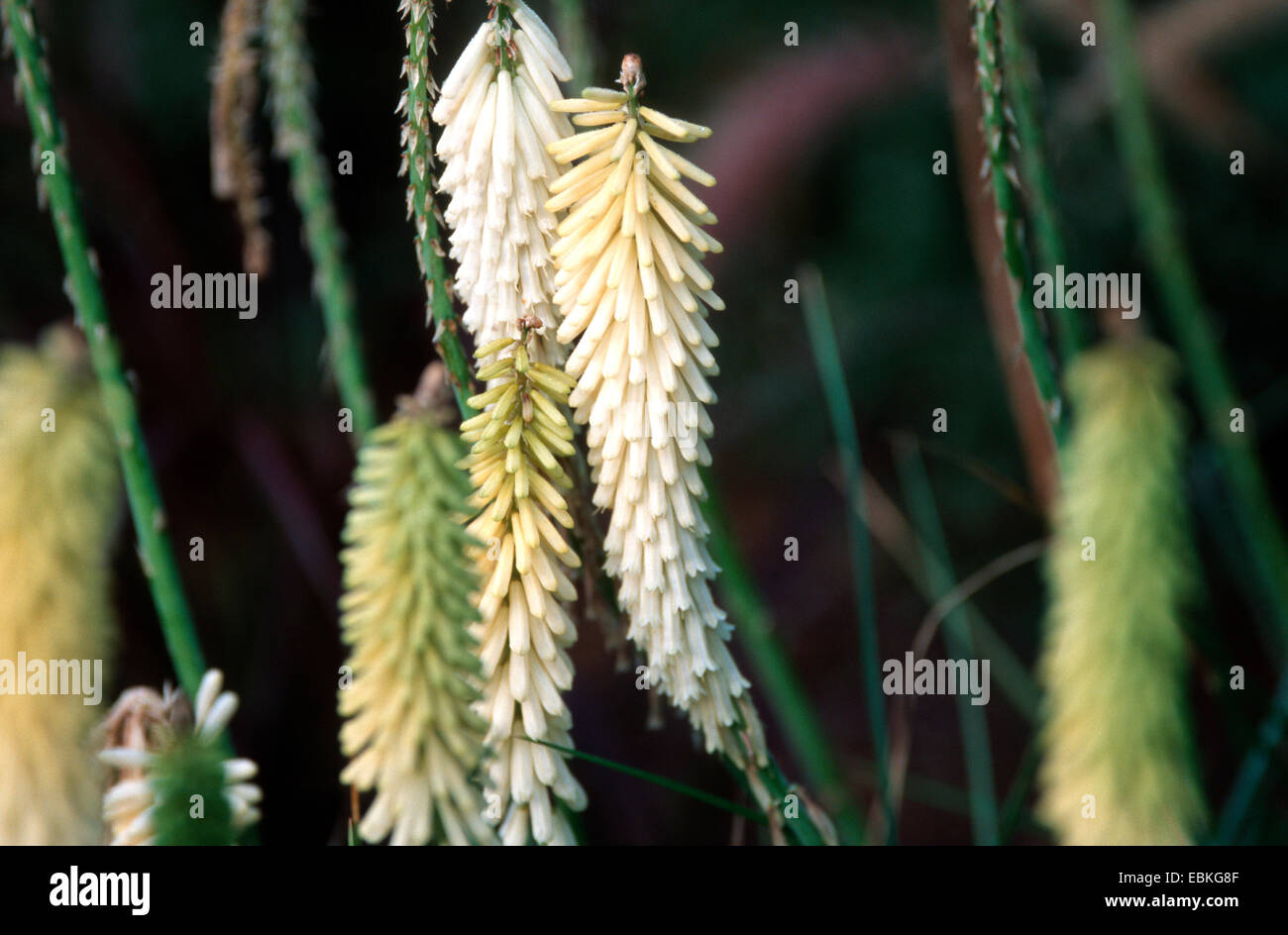 torch lily, red-hot poker (Kniphofia Little Maid), inflorescences of the cultivar Little Maid Stock Photo