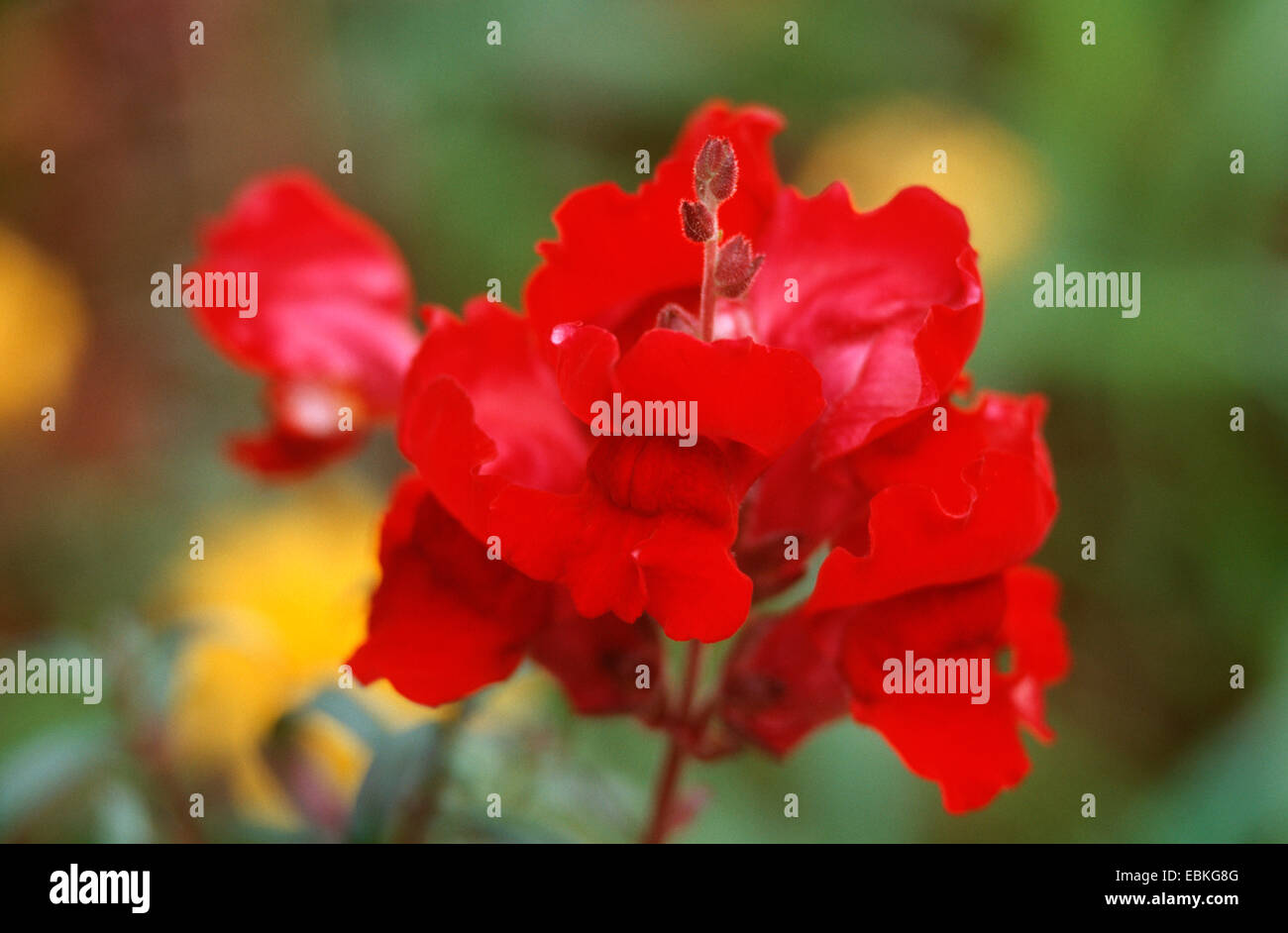 garden snapdragon (Antirrhinum majus 'Rocket Samtrot', Antirrhinum majus Rocket Samtrot), blooming Stock Photo