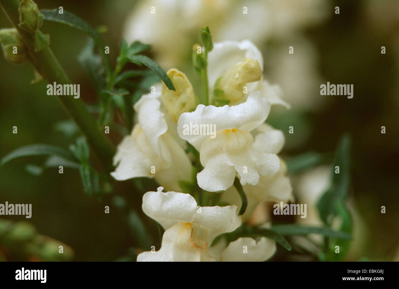 garden snapdragon (Antirrhinum majus 'Rocket Reinweiss, Antirrhinum majus Rocket Reinweiss), blooming Stock Photo