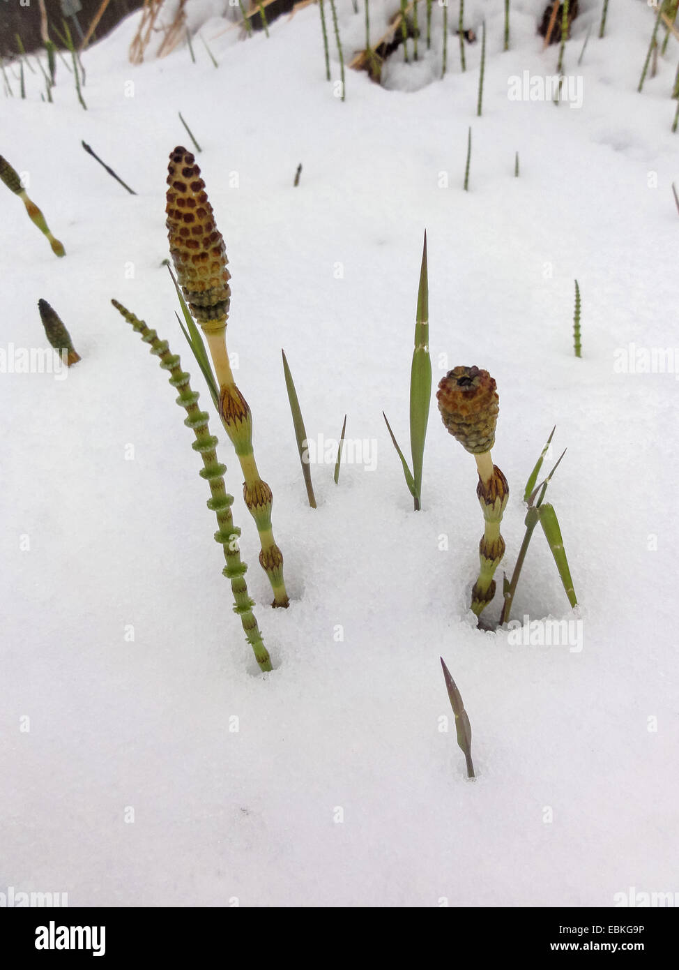 Meadow horsetail (Equisetum pratense), horstail in snow, Norway, Tromsoe Stock Photo