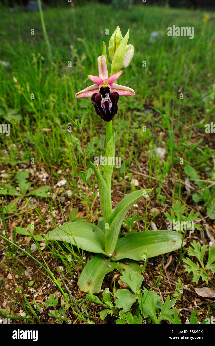 Horseshoe Orchid (Ophrys ferrum-equinum), blooming, Greece Stock Photo