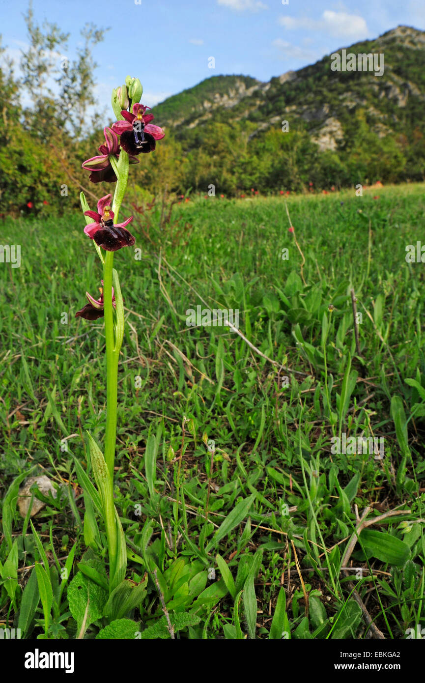Horseshoe Orchid (Ophrys ferrum-equinum), blooming, Greece, Macedonia Stock Photo