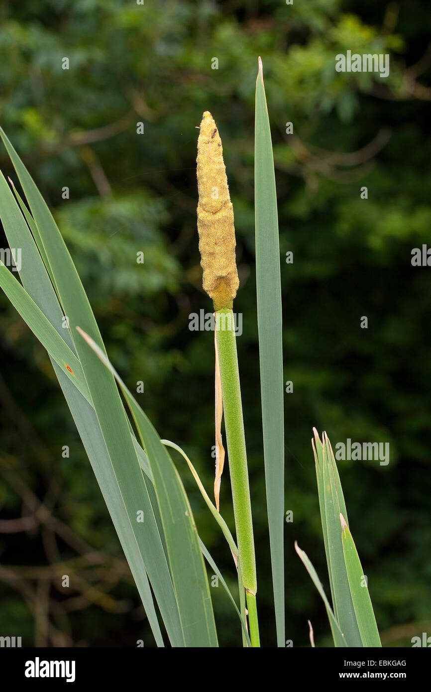 common cattail, broad-leaved cattail, broad-leaved cat's tail, great reedmace, bulrush (Typha latifolia), with inflorescence, Germany Stock Photo