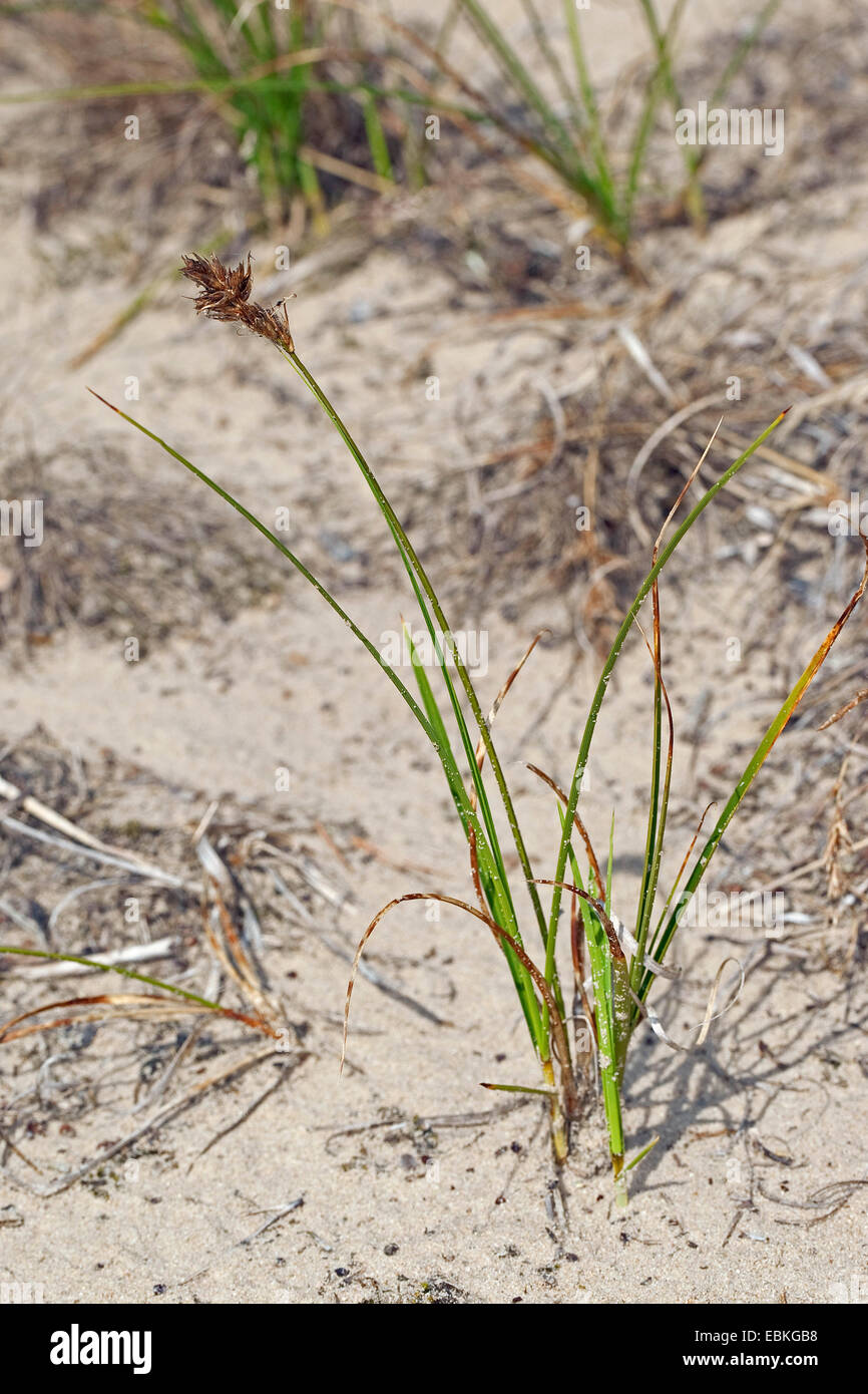 sand sedge (Carex arenaria), on sand, Germany Stock Photo