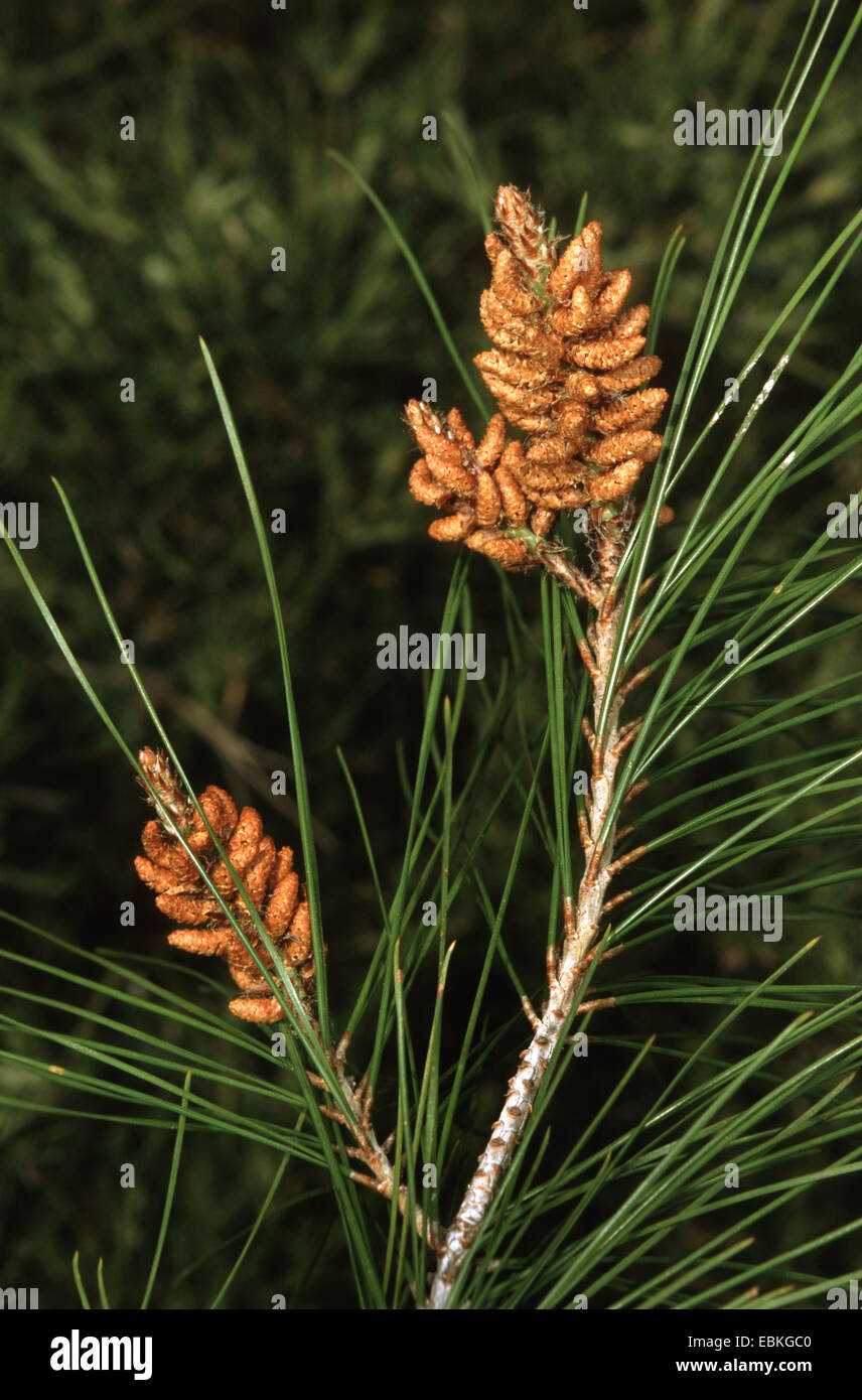 Turkish pine (Pinus brutia), branch with male flowers, Turkey Stock Photo