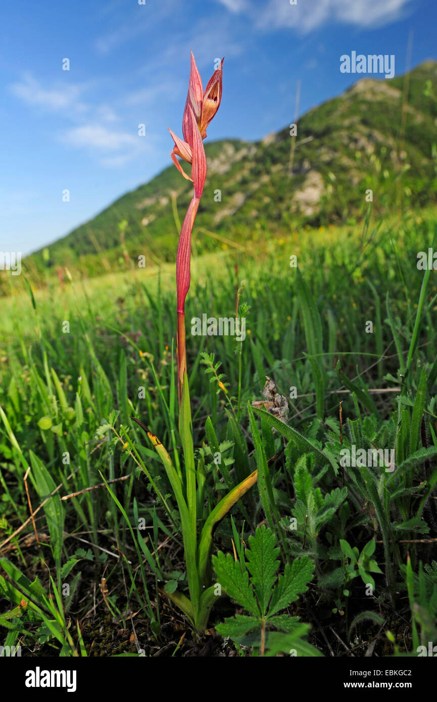 orchid (Serapias cf. bergonii), blooming, Greece, Macedonia, Olymp Stock Photo
