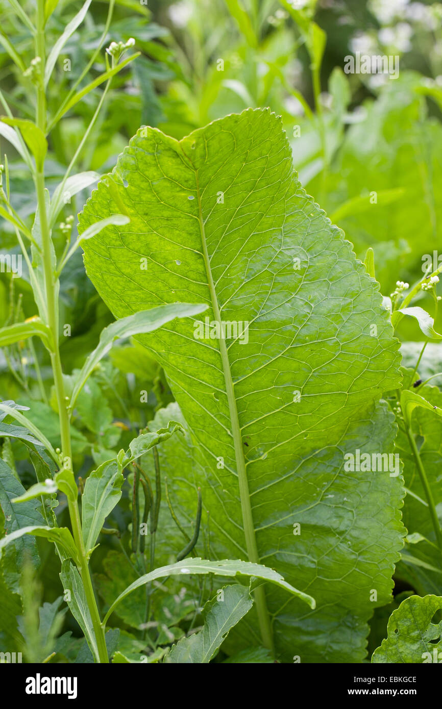 Horseradish, Horse-radish (Armoracia rusticana, Cochlearia armoracia), leaf, Germany Stock Photo