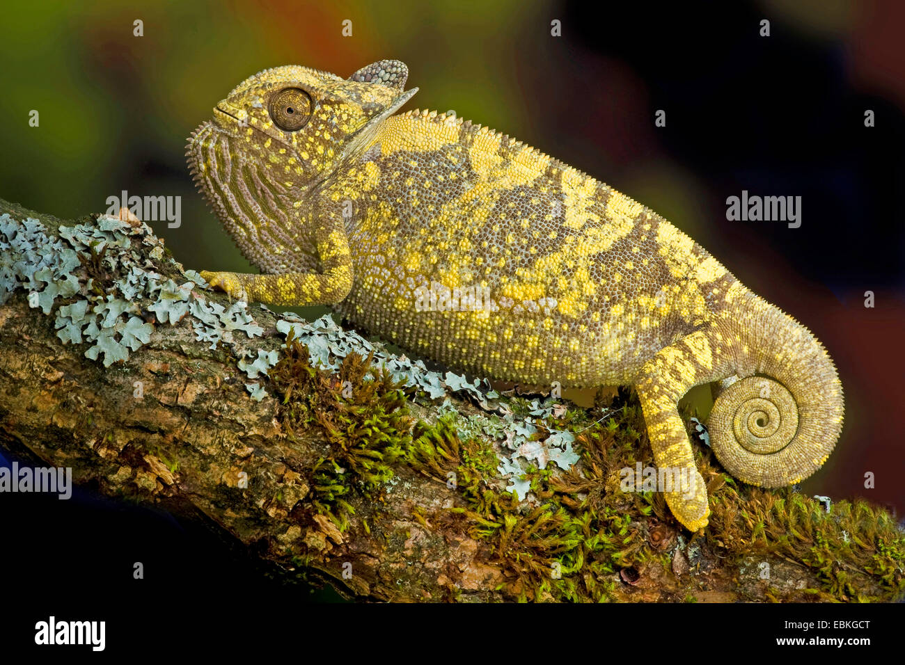flap-necked chameleon, flapneck chameleon (Chamaeleo dilepis), sitting on a mossy twig Stock Photo