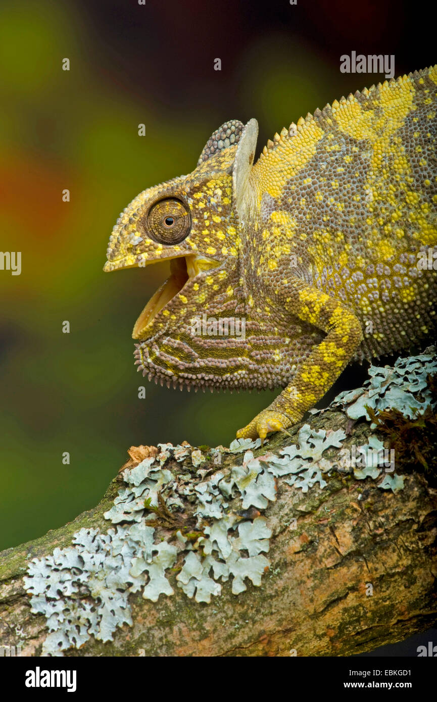 flap-necked chameleon, flapneck chameleon (Chamaeleo dilepis), sitting on a mossy twig with open mouth Stock Photo