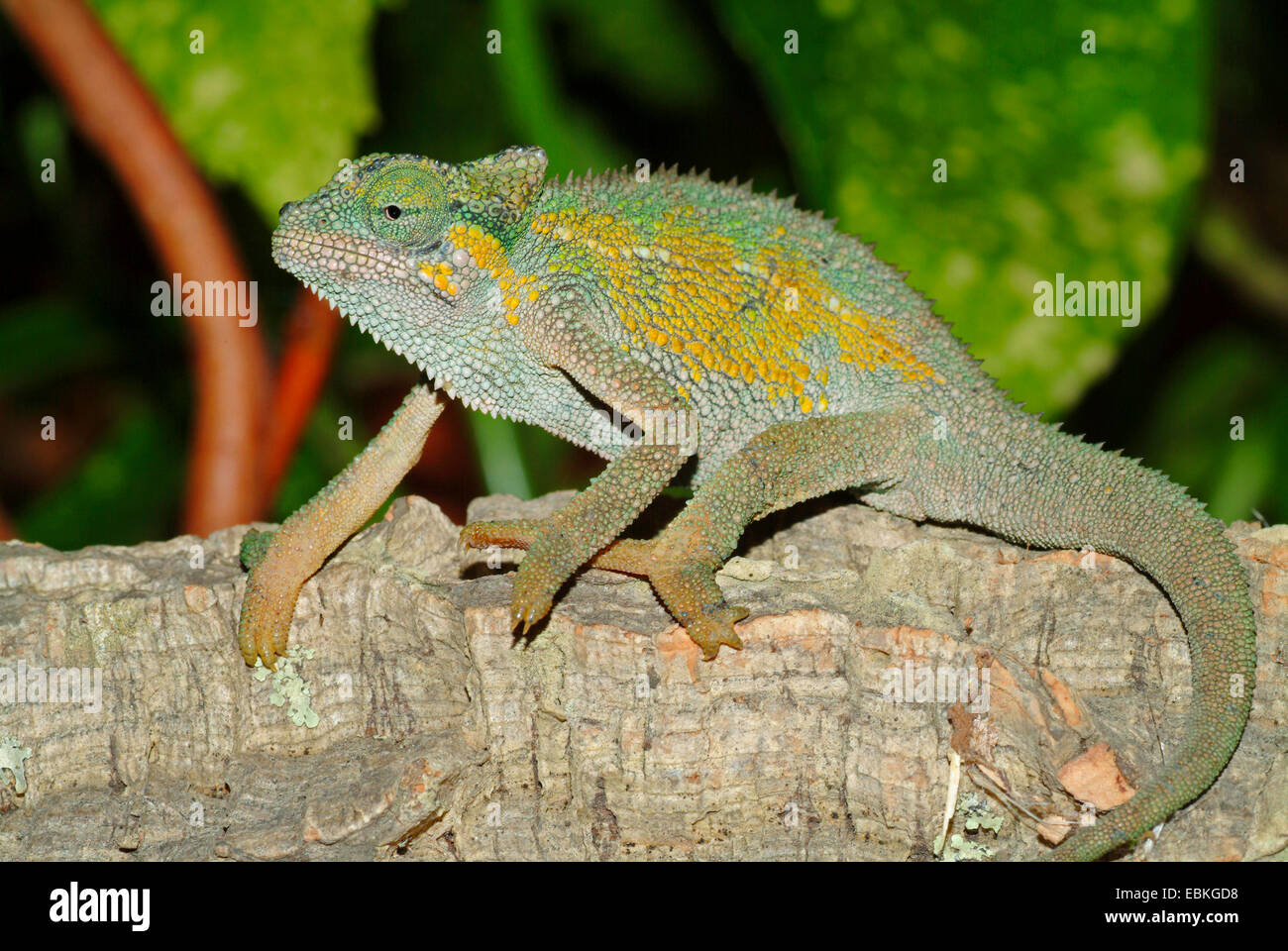 Mountain Dwarf Chamaeleon (Chamaeleo rudis), sitting on bark Stock Photo