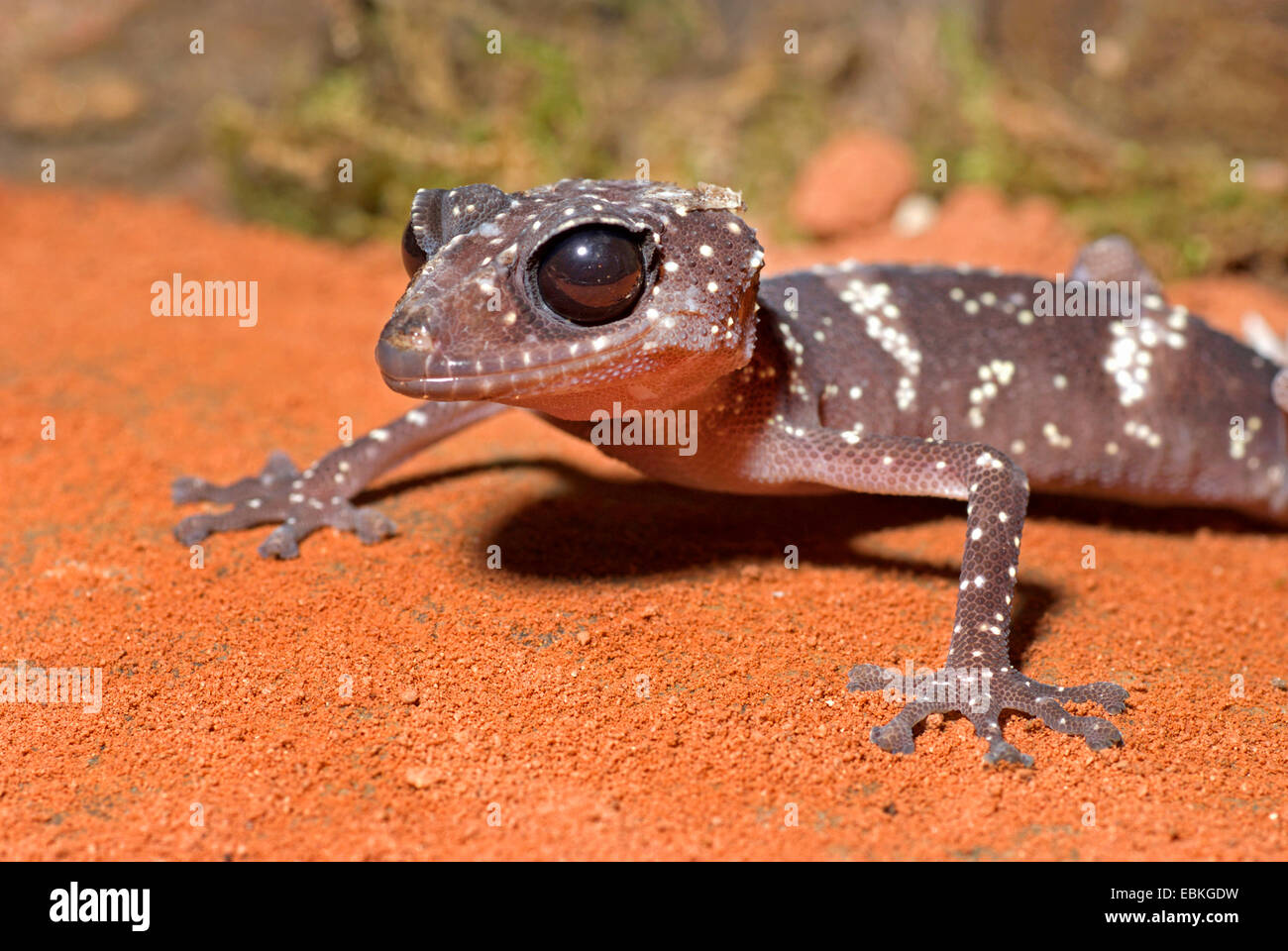 Madagascar Big Eyed Gecko (Paroedura masobe), on red sand Stock Photo