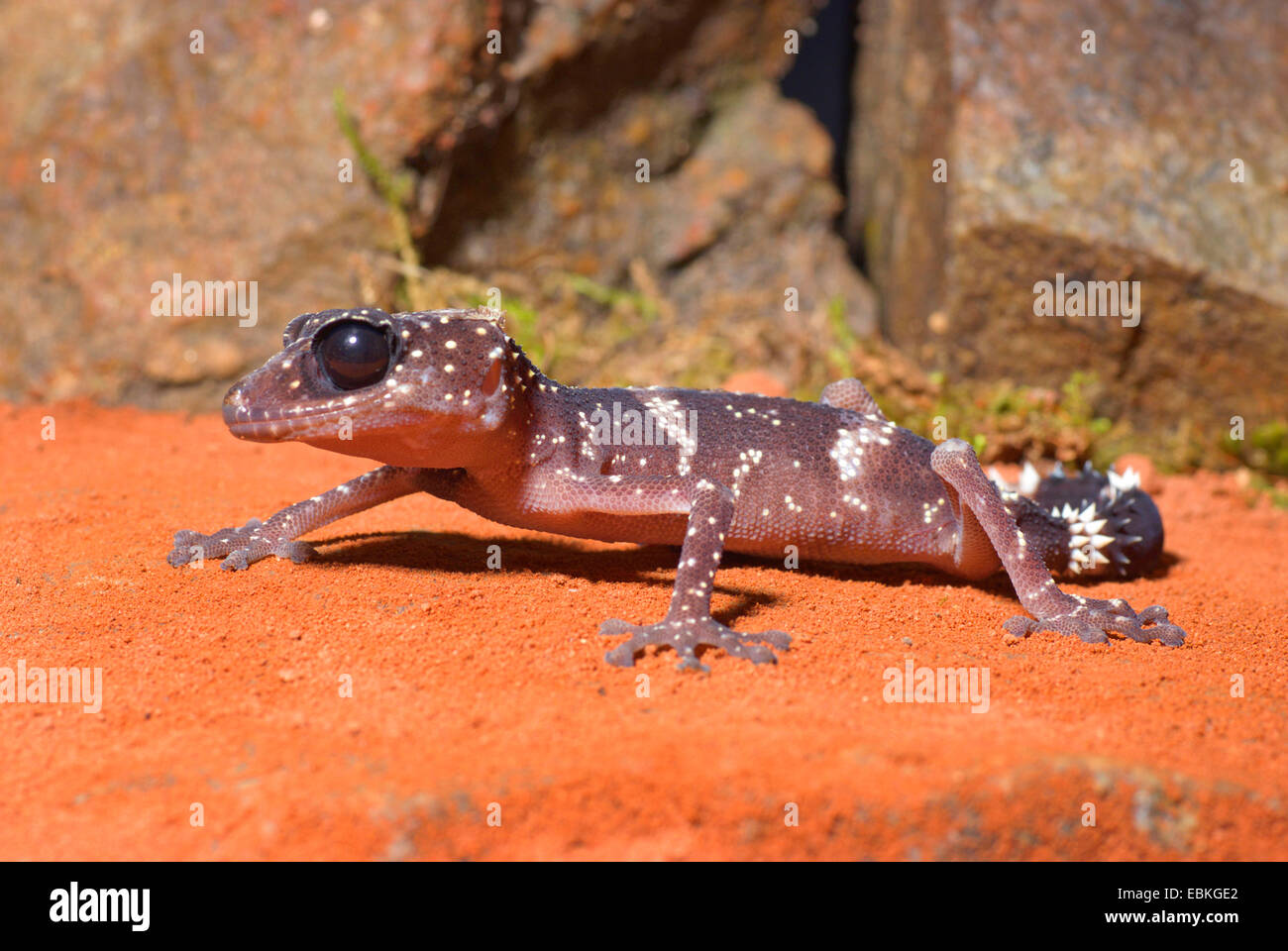 Madagascar Big Eyed Gecko (Paroedura masobe), on sand Stock Photo