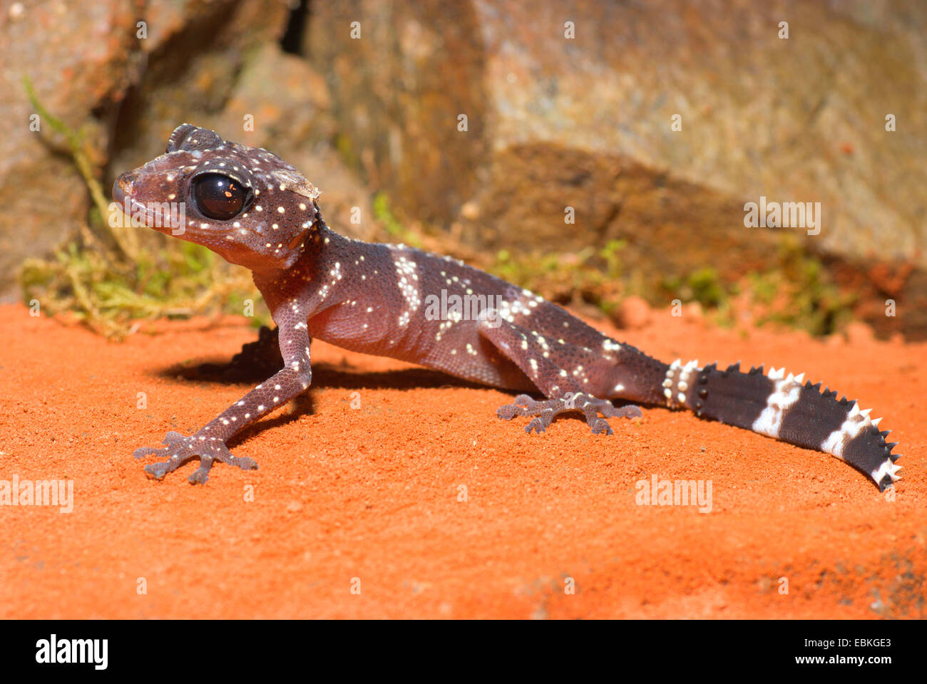 Madagascar Big Eyed Gecko (Paroedura masobe), sitting in front of a stone in the sand Stock Photo