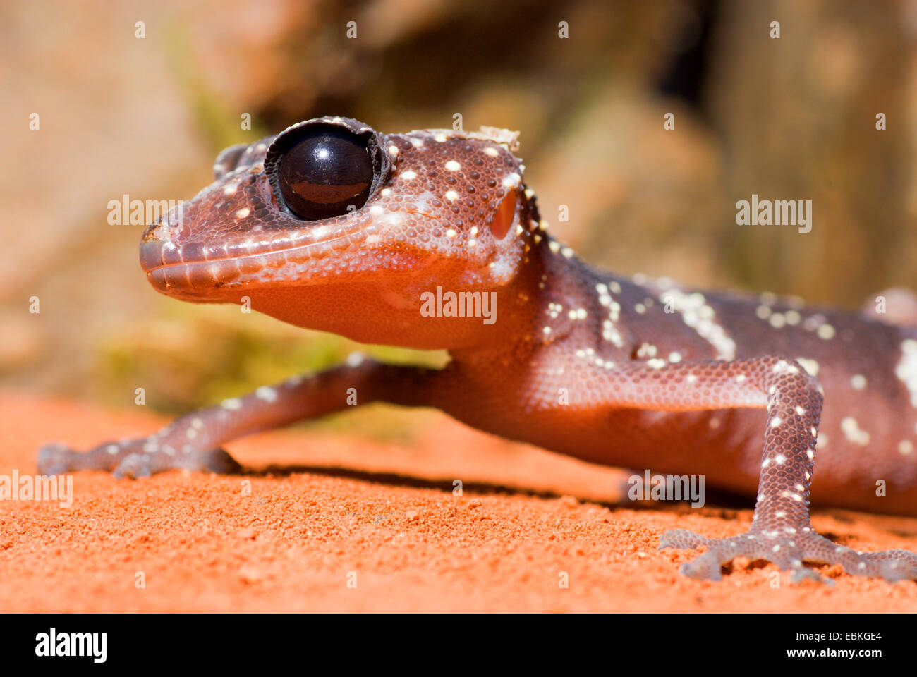 Madagascar Big Eyed Gecko (Paroedura masobe), portrait Stock Photo